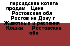 персидские котята продам › Цена ­ 2 000 - Ростовская обл., Ростов-на-Дону г. Животные и растения » Кошки   . Ростовская обл.